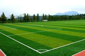 Phát triển sân bóng cỏ nhân tạo ở Ngọc Hiển Phát triển sân bóng cỏ nhân tạo ở Ngọc Hiển