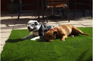 Thảm cỏ nhân tạo trang trí trong sân vườn Thảm cỏ nhân tạo trang trí trong sân vườn