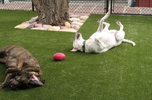 Sân cỏ nhân tạo cho thú cưng của bạn thêm an toàn Sân cỏ nhân tạo cho thú cưng của bạn thêm an toàn