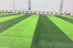 Trên thị trường phổ biến những loại cỏ nhân tạo nào? Trên thị trường phổ biến những loại cỏ nhân tạo nào?