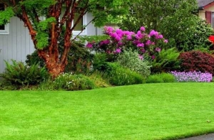 Bí quyết lựa chọn cỏ nhân tạo Bí quyết lựa chọn cỏ nhân tạo