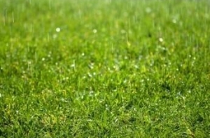 Để cỏ nhân tạo kéo dài tuổi thọ bạn cần biết điều gì? Để cỏ nhân tạo kéo dài tuổi thọ bạn cần biết điều gì?