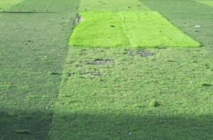 Làm sao để phân biệt cỏ nhân tạo chất lượng và kém chất lượng? Làm sao để phân biệt cỏ nhân tạo chất lượng và kém chất lượng?