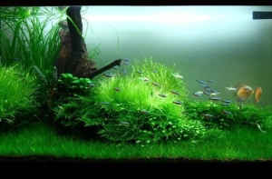 Trang trí bể cá thủy sinh bằng cỏ nhân tạo Trang trí bể cá thủy sinh bằng cỏ nhân tạo