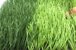 Hướng dẫn chọn cỏ nhân tạo cho sân bóng đơn giản Hướng dẫn chọn cỏ nhân tạo cho sân bóng đơn giản