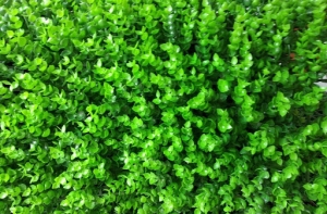 Có thể sử dụng cỏ nhân tạo tai chuột ở không gian nào? Có thể sử dụng cỏ nhân tạo tai chuột ở không gian nào?