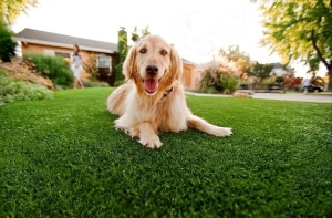 Món quà đặc biệt cho thú cưng của bạn với sân cỏ nhân tạo Món quà đặc biệt cho thú cưng của bạn với sân cỏ nhân tạo