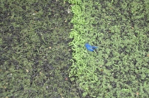 Một số điều về chất lượng của cỏ nhân tạo kém chất lượng giá rẻ Một số điều về chất lượng của cỏ nhân tạo kém chất lượng giá rẻ