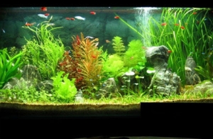 Ứng dụng cỏ nhân tạo trang trí cho bể cá hiện nay Ứng dụng cỏ nhân tạo trang trí cho bể cá hiện nay