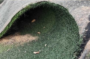 Nguồn gốc của cỏ nhân tạo cũ hiện nay Nguồn gốc của cỏ nhân tạo cũ hiện nay