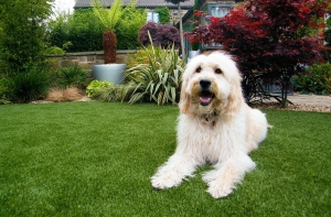 Tại sao nên lựa chọn cỏ nhân tạo để làm sân chơi cho thú cưng? Tại sao nên lựa chọn cỏ nhân tạo để làm sân chơi cho thú cưng?