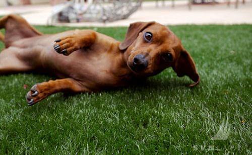 Sân cỏ nhân tạo cho thú cưng của bạn thêm an toàn